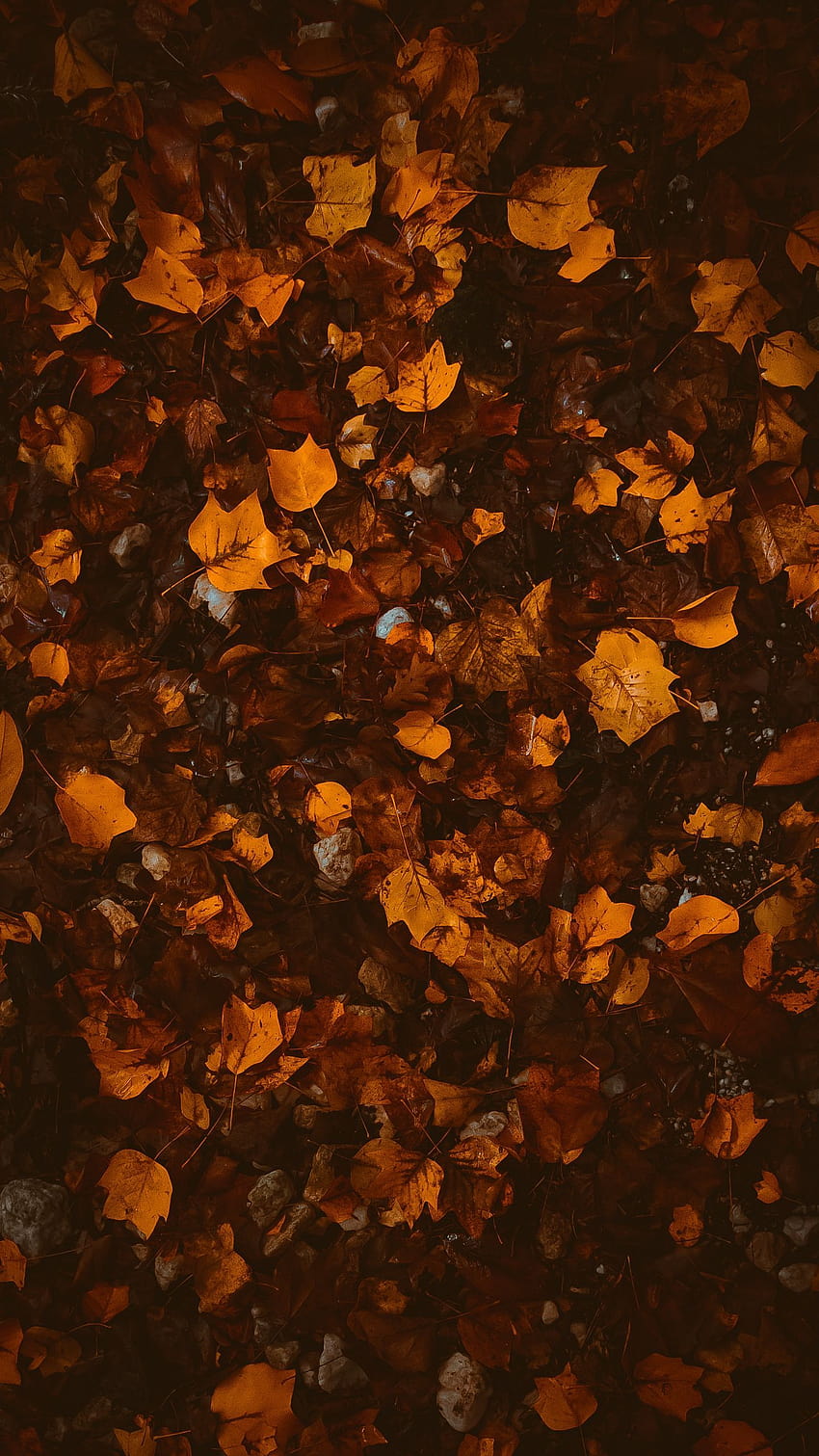 1440x2560 foliage, leaves, autumn, fallen, brown, yellow q samsung galaxy s6, s7, edge, note, lg g4 backgrounds, autumn brown HD phone wallpaper