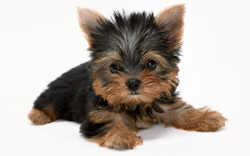 Yorkie Screensavers And , Q Beautiful Yorkie, yorkies HD wallpaper | Pxfuel