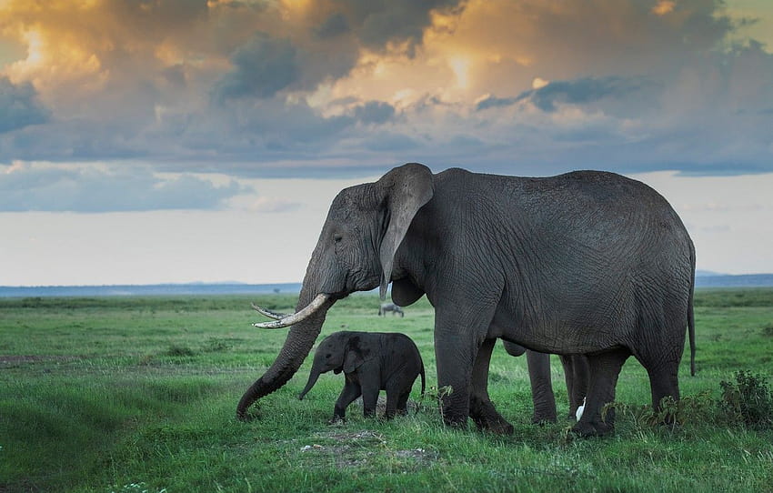 สนาม ท้องฟ้า หญ้า เมฆ ช้าง ทารก ขอบฟ้า คู่ ช้าง ช้าง แม่ ช้าง ช้างสองตัว มาตรา животные วอลล์เปเปอร์ HD