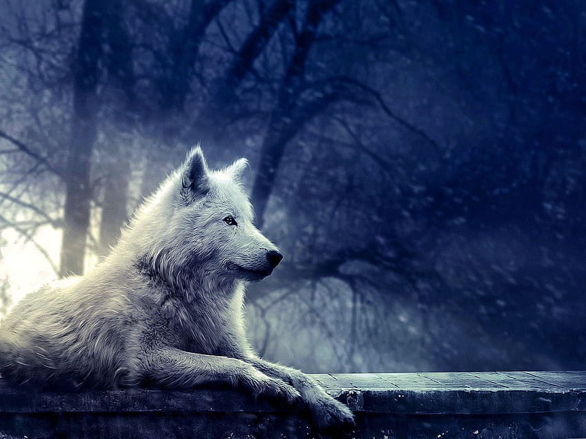 Pretty Wolf, sad wolf HD wallpaper | Pxfuel