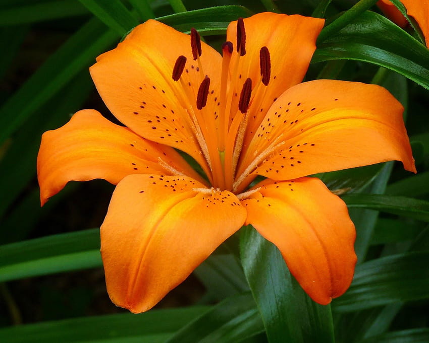 orange lily HD wallpaper