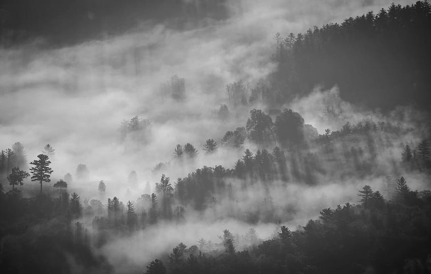 Fog, Smoke, Forest, Grey, Rays, Black, Pine, Twilight, Darkness, Sadness , section пейзажи, 灰色の煙 高画質の壁紙