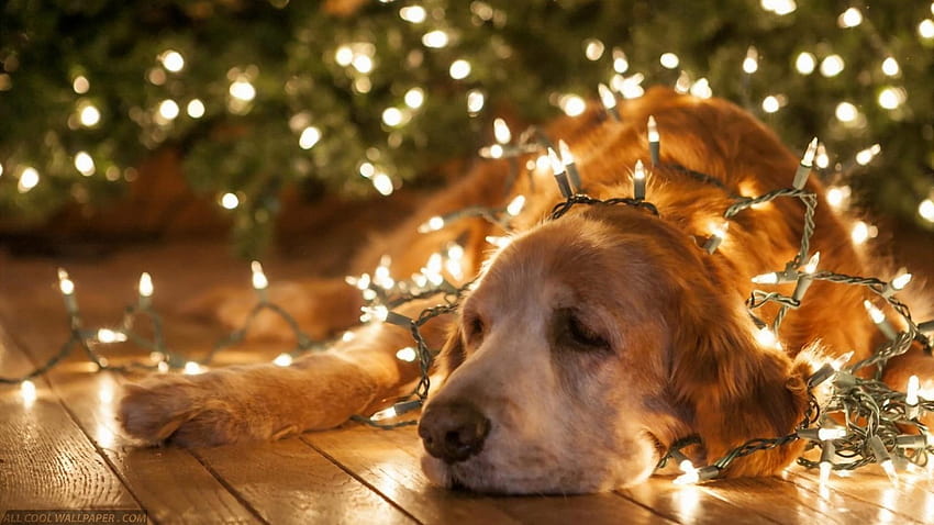 Amazing Christmas Dog Iphone, christmas dog light HD wallpaper