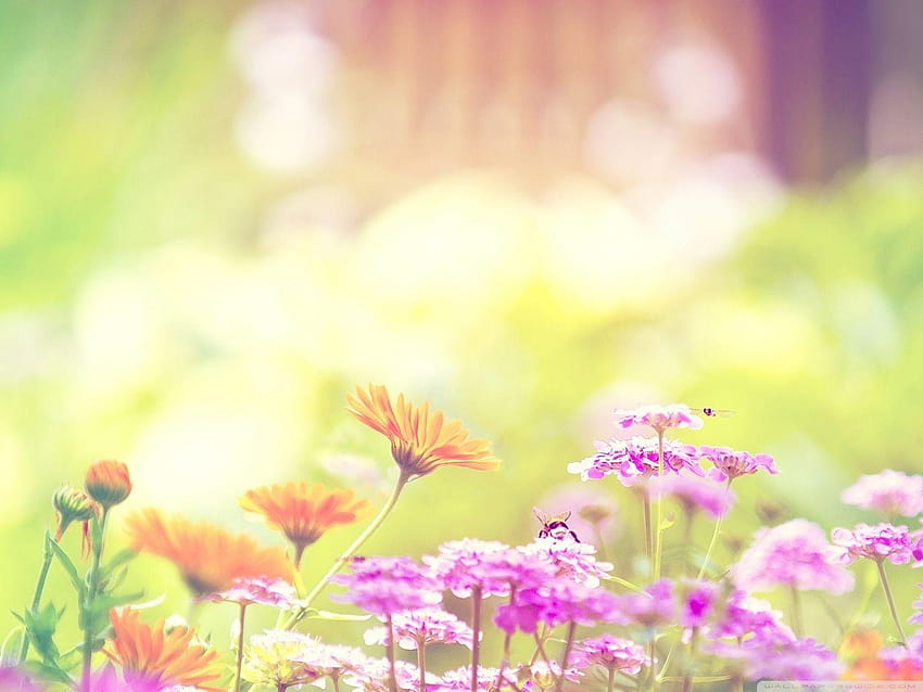 Hummel und Blumen ❤ für Ultra TV, süße Biene HD-Hintergrundbild