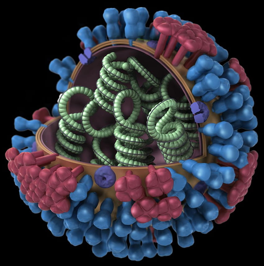 wirusów grypy, świńskiej grypy Tapeta na telefon HD