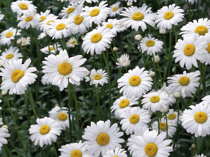 Oxeye Daisies Flores Natureza em formato jpg para, estrados papel de parede HD