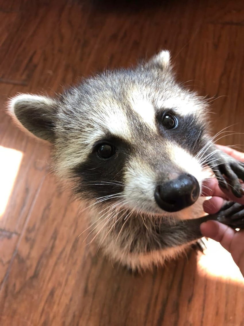 26 Reasons Why You Should Be Honored Raccoons Dig Through Your, fat raccoon HD phone wallpaper