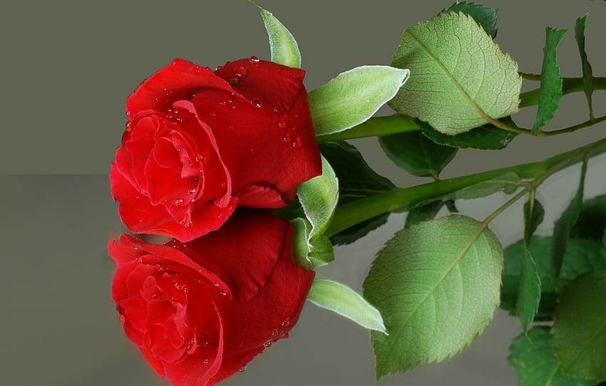 kwiat, odbicie, róża, czerwony , sekcja цветы, róża refleksje Tapeta HD