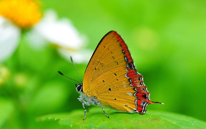 Beautiful Natural Butterfly, cute butterfly for mobile phones HD wallpaper