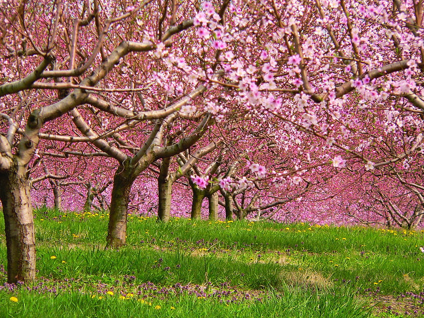 весна, drzewa wiosna czas Tapeta HD