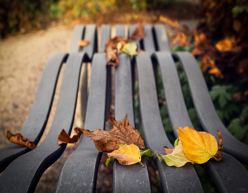 : fall, leaves, park, yellow, bench, Sweden, spring, tree, autumn, leaf, flower, plant, flora, enk ping, dr mparken 3331x2599, bench autumn leaves HD wallpaper