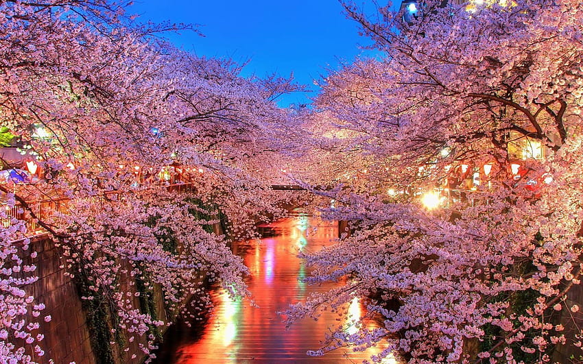 2048x1152 Cherry Blossom Trees 2048x1152 Resolution HD wallpaper | Pxfuel