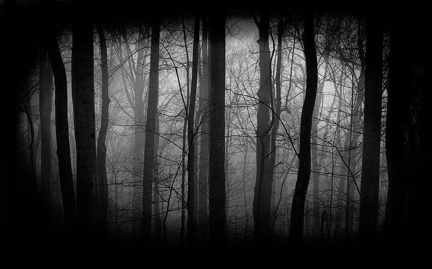 1920x1200 px Spooky Forest Computer , REuuN, forbidden forest HD wallpaper