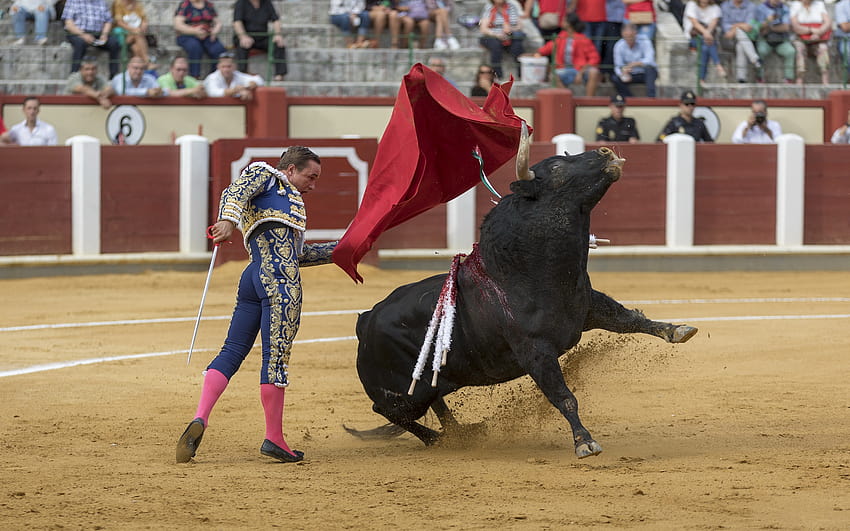 İspanyol matador, Boğa Güreşi, kırmızı kumaş, siyah boğa, Torero, 2560x1600 çözünürlüklü tehlikeli hobiler. Yüksek Kalite, boğa güreşçisi HD duvar kağıdı