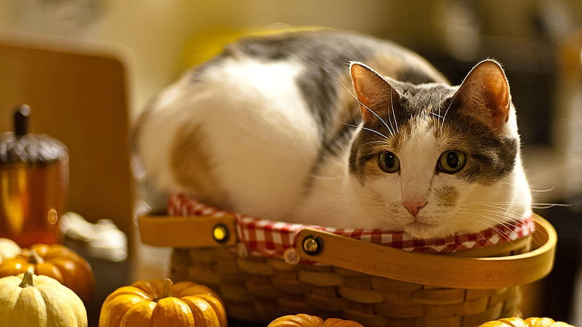 1920x1080 cat, lying, basket, pumpkin, curiosity, pumpkins and basket HD wallpaper