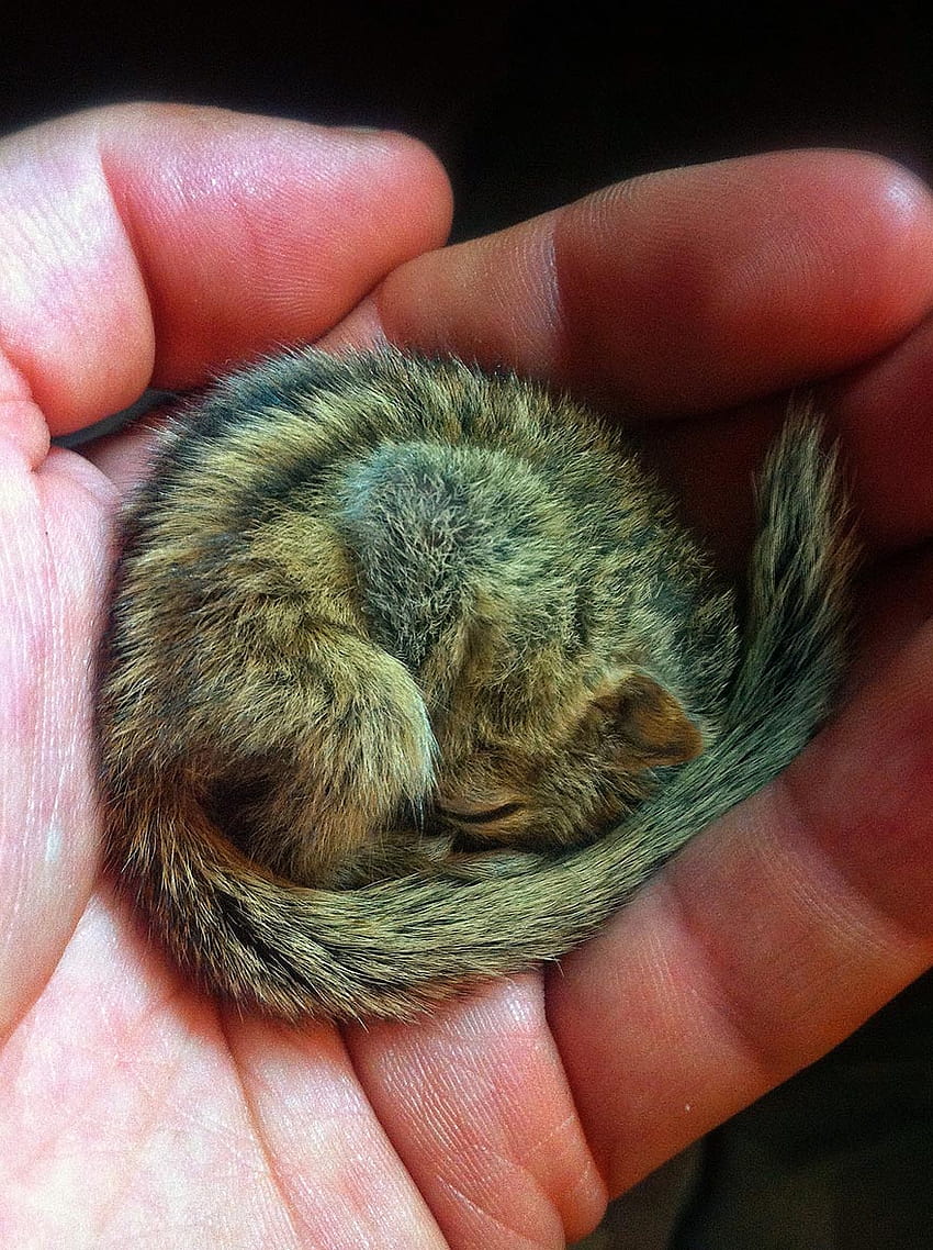 Abandoned Baby Squirrel Rescued By Filmmaker, Becomes Best Friend HD phone wallpaper