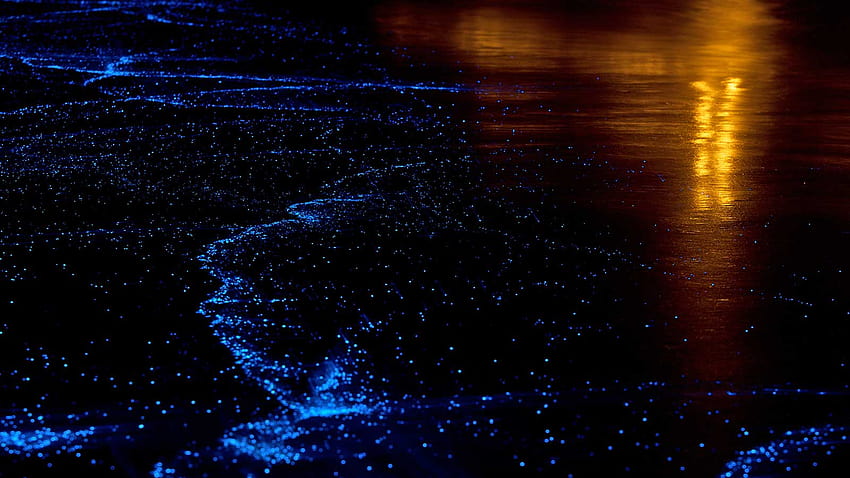Biolumineszierendes Plankton, Biolumineszenz HD-Hintergrundbild