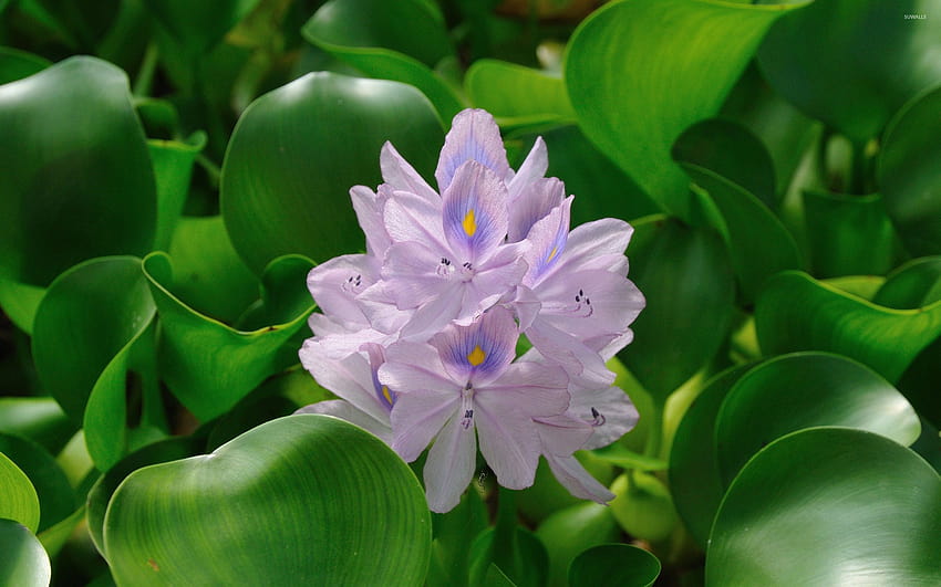Water Hyacinth, hyacinths HD wallpaper