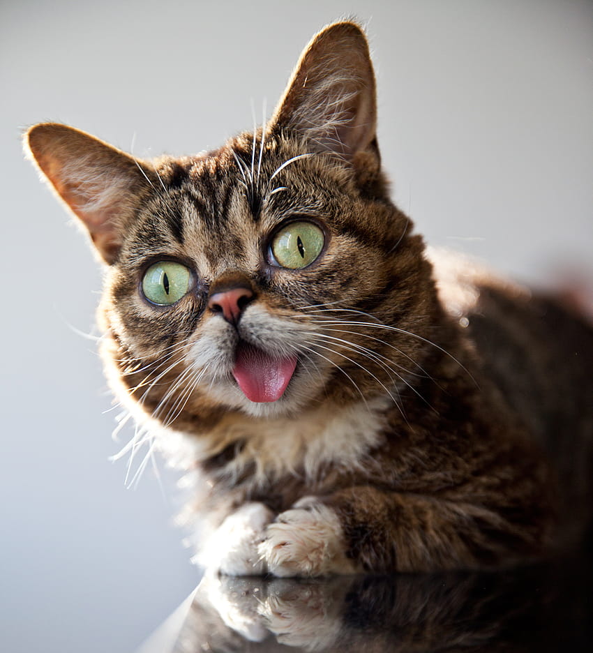 인터넷에서 가장 귀여운 고양이 Lil Bub이 Not을 만들고 있습니다. HD 전화 배경 화면