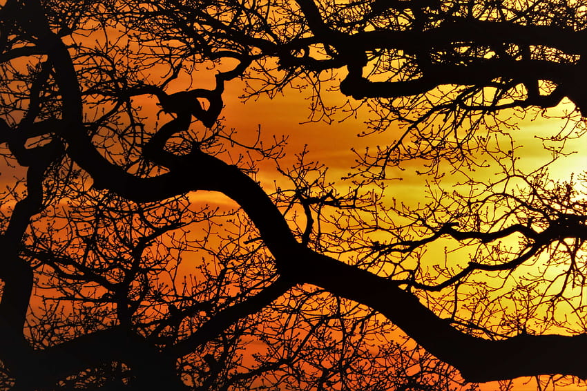 508648 aesthetic, branch, branches, crown, devoured, gnarled, kahl, nature, sunset, tree, trees, tribe, aesthetic sunset HD wallpaper
