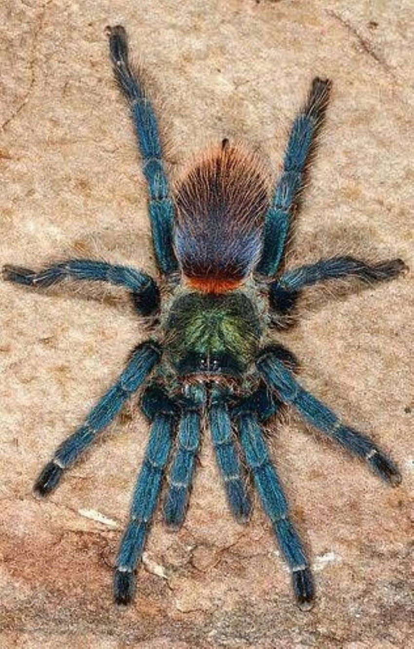 blue tarantula by tubar, tarantula iphone HD phone wallpaper