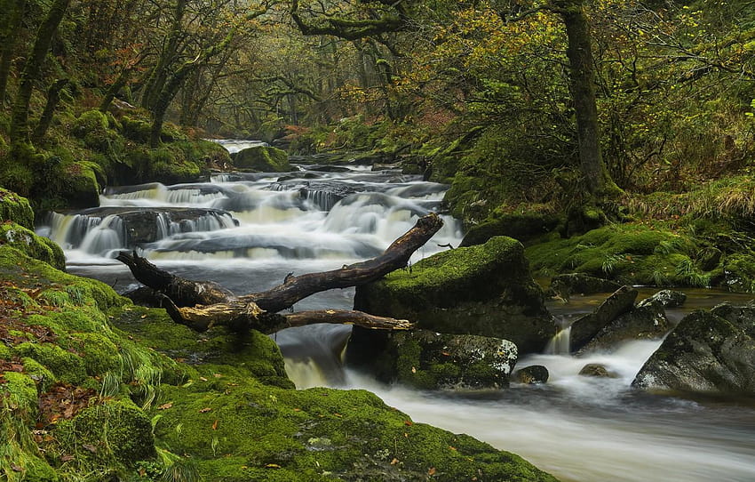 autumn, forest, trees, river, England, moss, Devon, dartmoor forest trees HD wallpaper