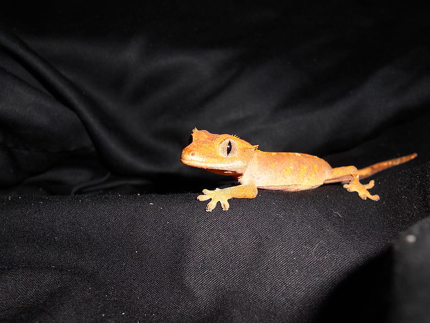 Reptiles Skeeter, 8 month old crested gecko and HD wallpaper