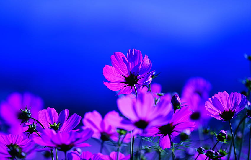 field, summer, space, light, flowers, blue, background, glade, beauty, petals, pink, blue background, lilac, kosmeya, cosmos , section цветы, pink and blue summer HD wallpaper