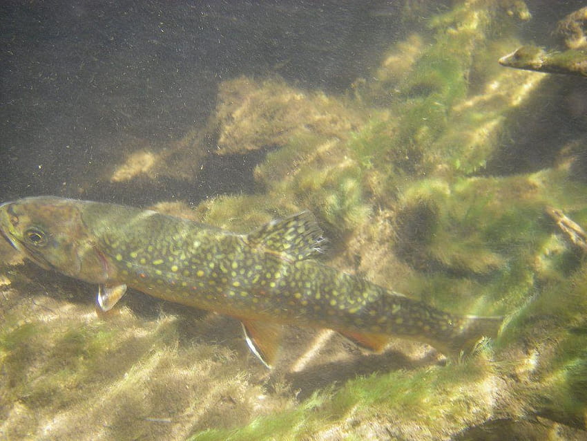 Ontario Brook Trout Fishing, speckled trout HD wallpaper