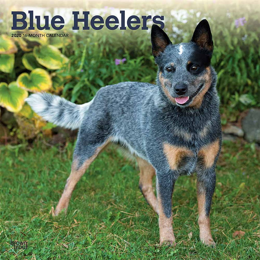 Австралийско пастирско куче Blue Heeler Mix Кученца за продажба, червен хилер HD тапет за телефон