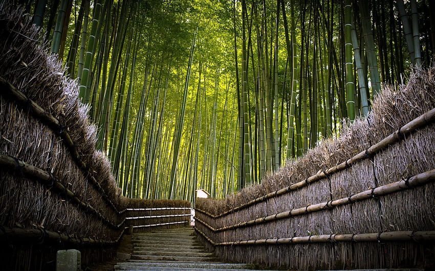 Steps, Descent, Bamboo, Protection HD wallpaper