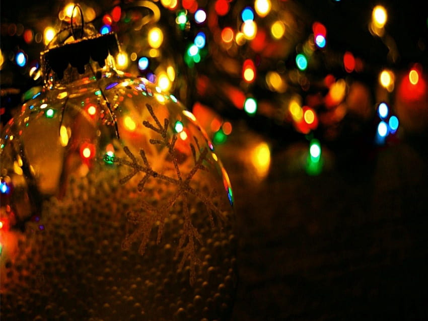 Christmas Lights on Dog, laser christmas HD wallpaper