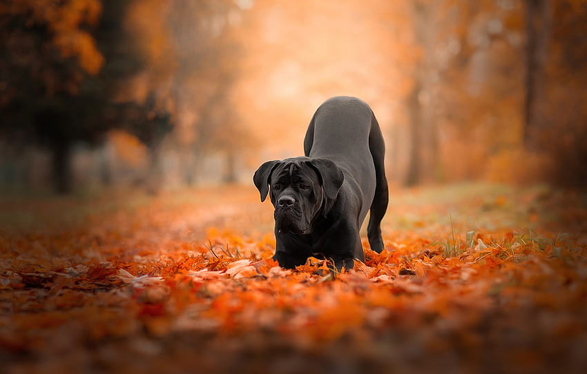 autumn, forest, leaves, nature, pose, Park, foliage, dog, black, cane Corso , section собаки, cane corsos dogs HD wallpaper