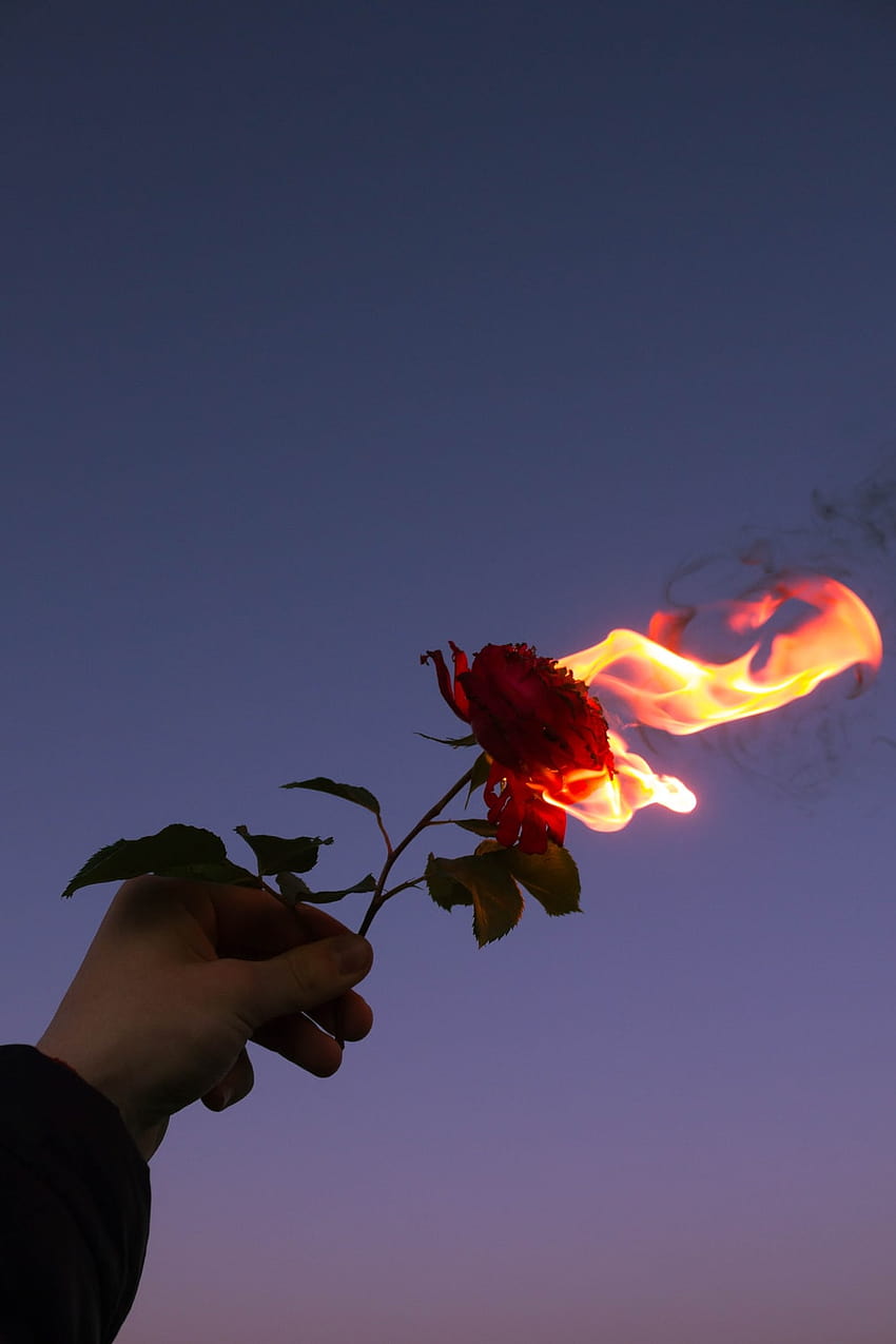 Burning Rose, rosa in mano Sfondo del telefono HD