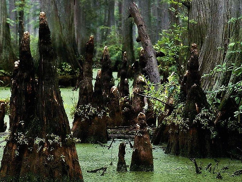 6 Swamp iPhone, old trees swamp HD wallpaper