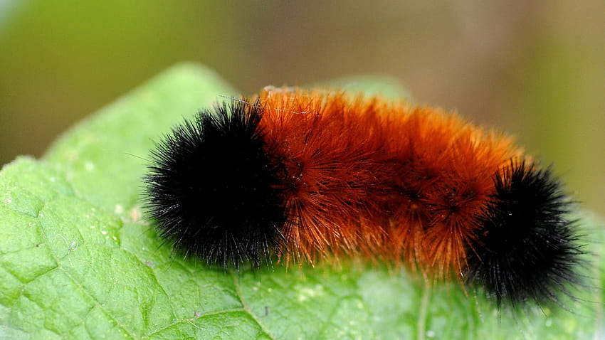Wild Things, woolly bear caterpillar HD wallpaper