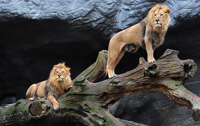 Deux lions pour sécher le bois Sunrise First Warm Morning Ray, 3d lion pc Fond d'écran HD