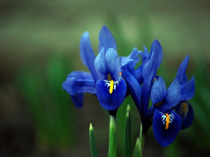 ไอริสสีฟ้า ดอกไม้ไอริสที่สวยงาม วอลล์เปเปอร์ HD