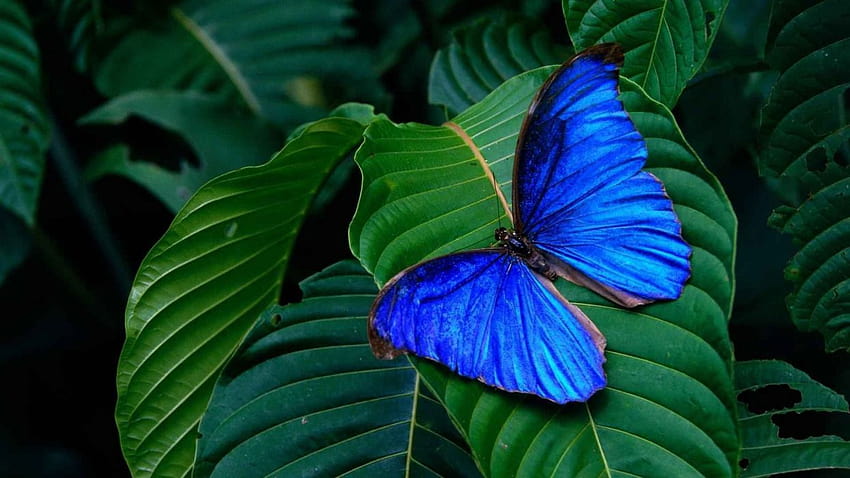 Blue morpho lepidoptera butterflies, morpho butterflies HD wallpaper