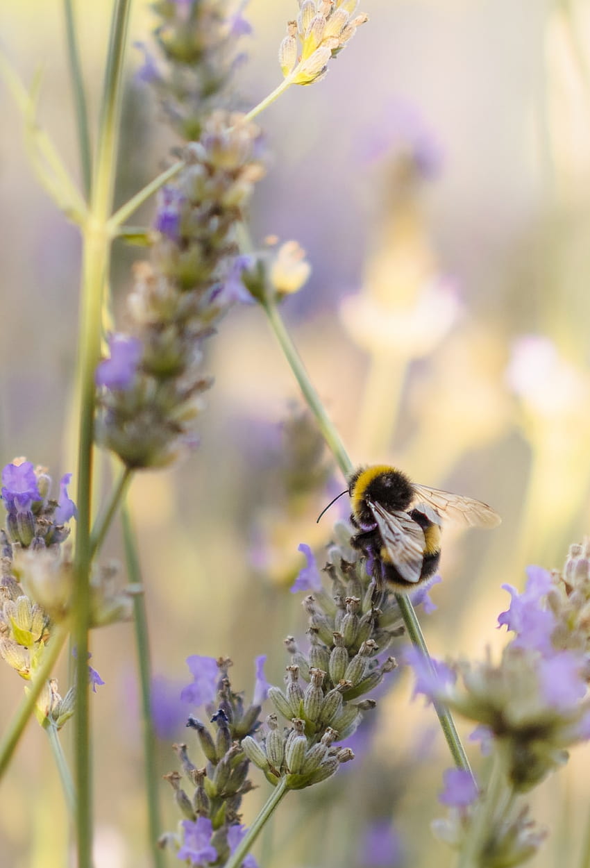 bumble bees HD phone wallpaper