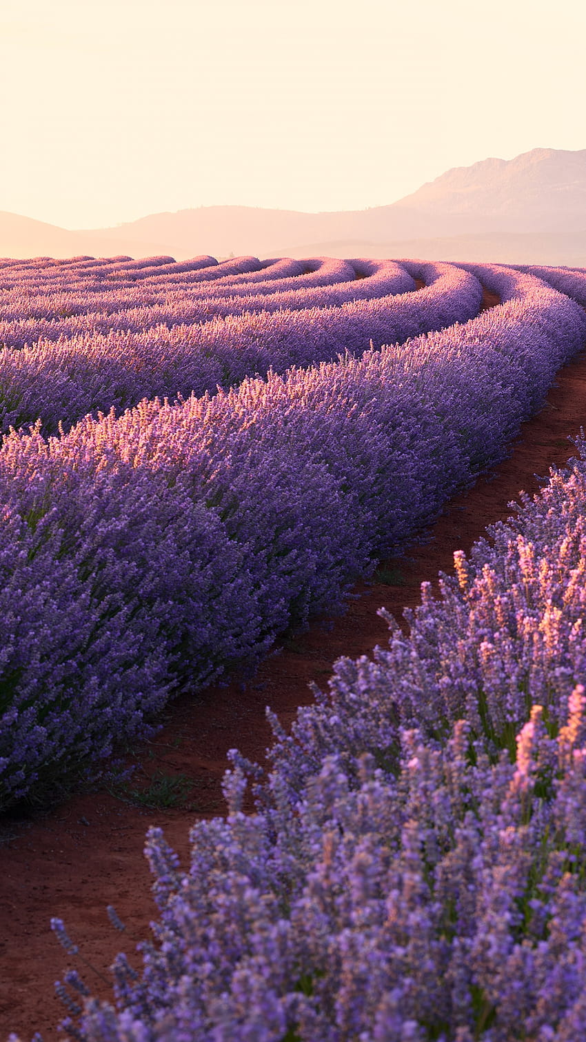 Ladang Lavender, Bunga Lavender, Matahari Terbit, Pegunungan, Pola, Alam, iphone 12 pro max lavender wallpaper ponsel HD