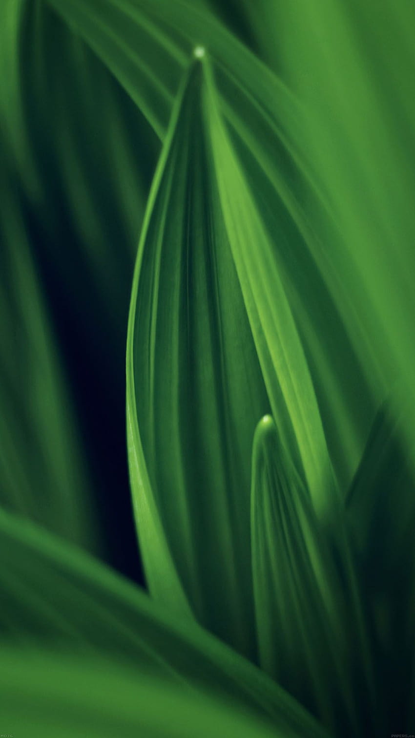 Leaf Nature Green Android, foglia androide Sfondo del telefono HD