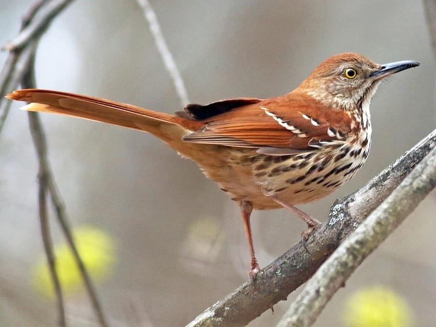 Brown Thrasher и видеоклипове, Всичко за птиците, Cornell Lab of Ornithology HD тапет