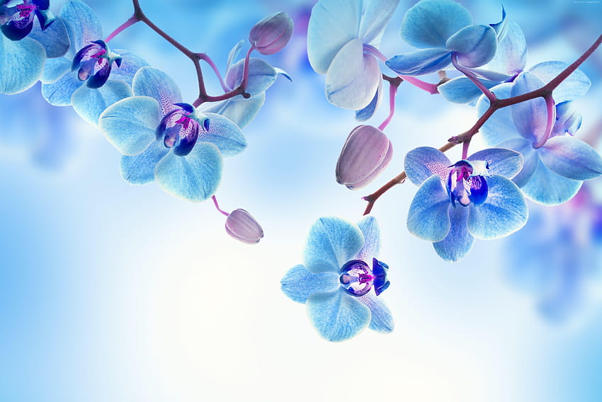 Orchidea, kwiaty, niebieski, biały, natura, kwiat orchidei Tapeta HD
