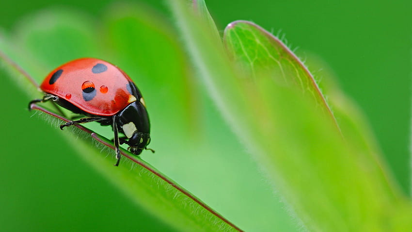 Of A Pretty Ladybird Beetle On A Green Plant HD wallpaper