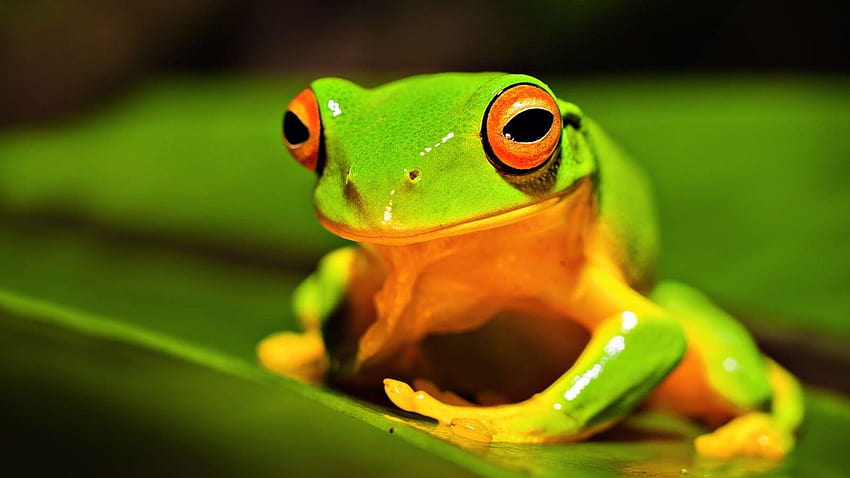 Wildlife Group, high def tree frog backgrounds HD wallpaper