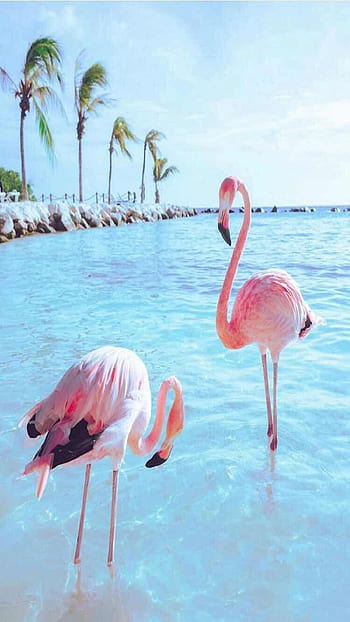 Aesthetic flamingo stands near the sea wallpaper  Flamingo wallpaper  Flamingo photo Flamingo pictures