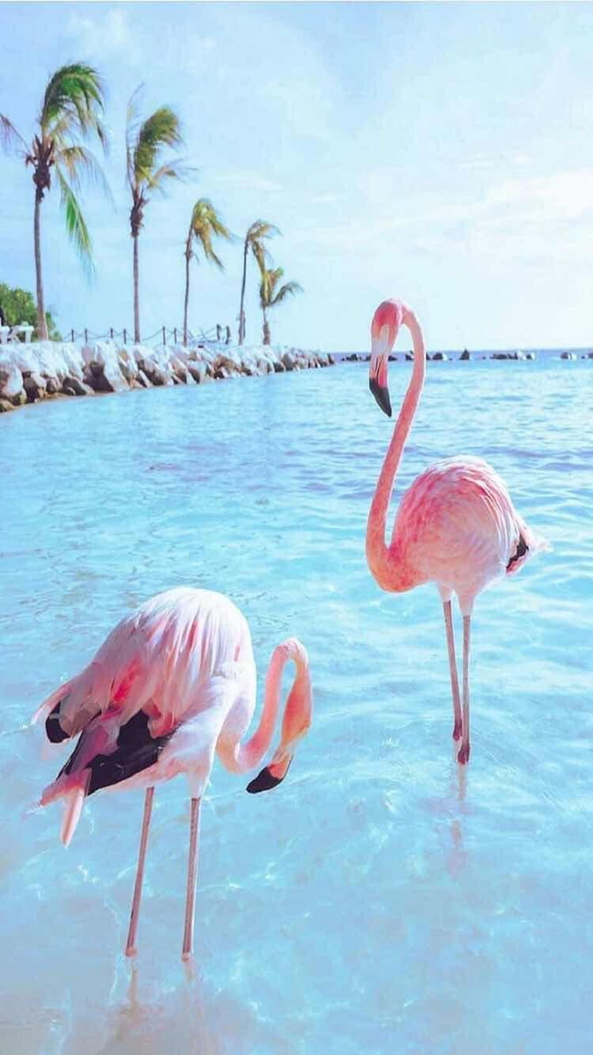 iPhone i Android: Flamingo Bird dla, Flamingo Android Tapeta na telefon HD