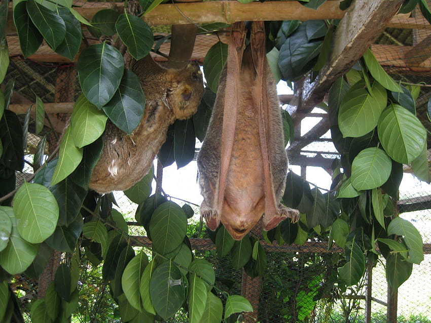 Colugo: Amazing Asian Flying Lemur • Lazer Horse, colugos HD wallpaper