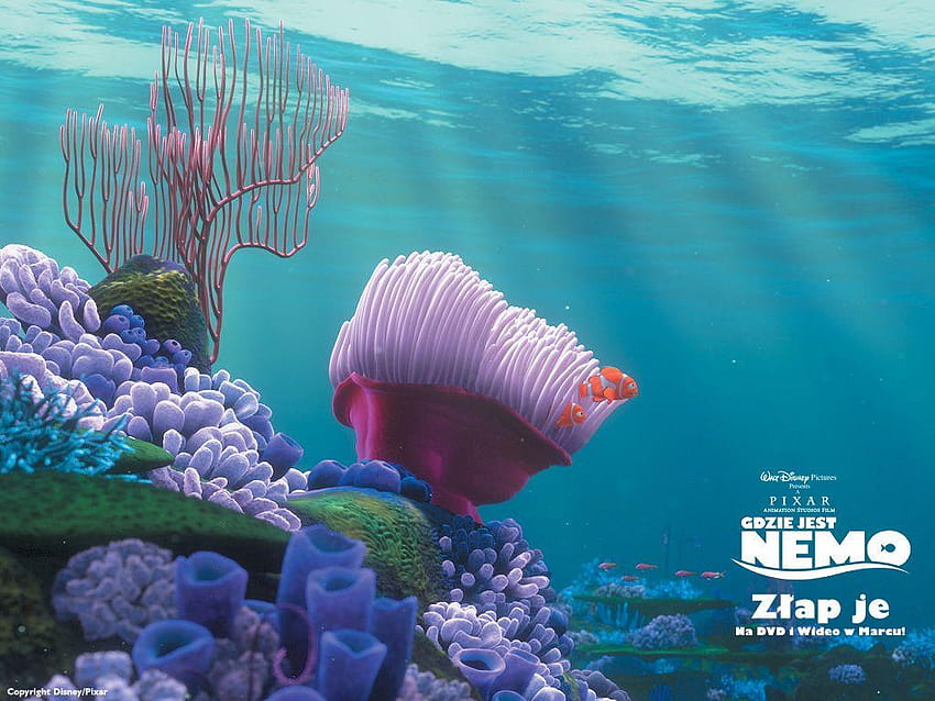 Buscando a Nemo, nimo fondo de pantalla | Pxfuel
